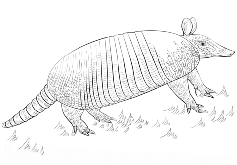 Nine Banded Armadillo Coloring Page